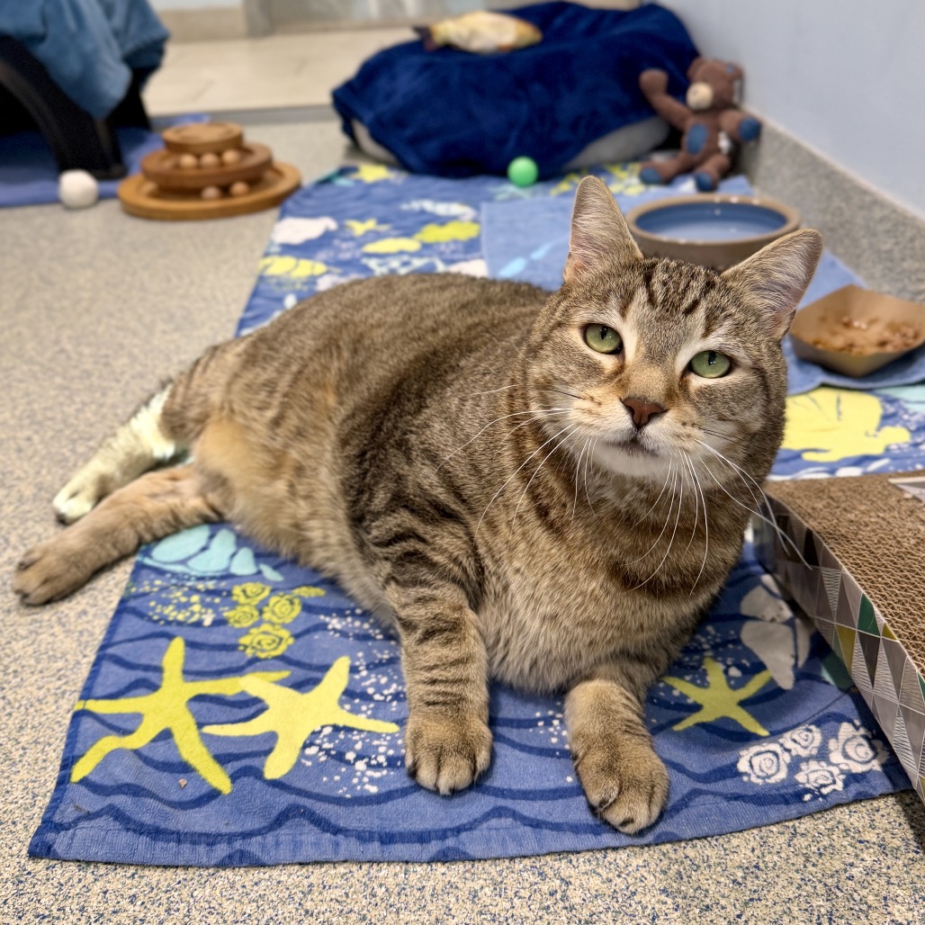 Oliver Fish Domestic Shorthair Brown Tabby