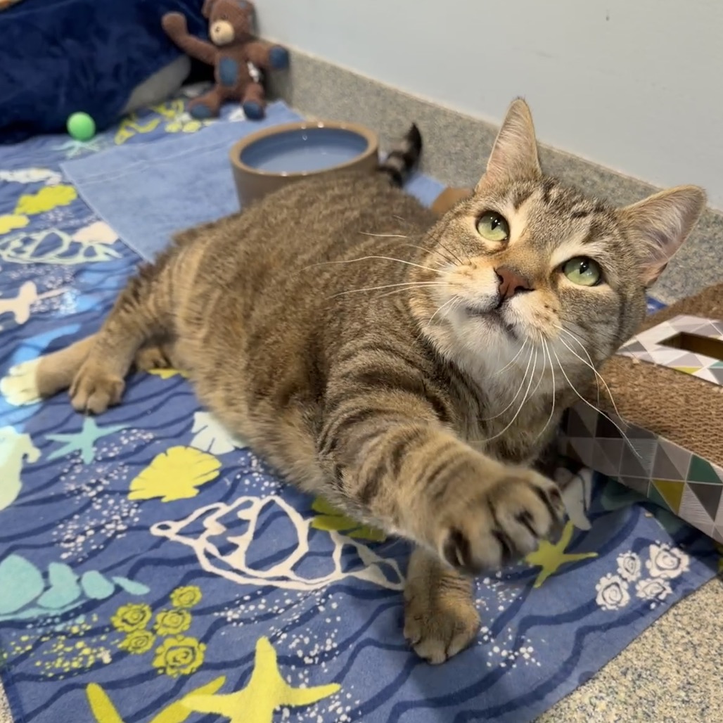 Oliver Fish Domestic Shorthair Brown Tabby