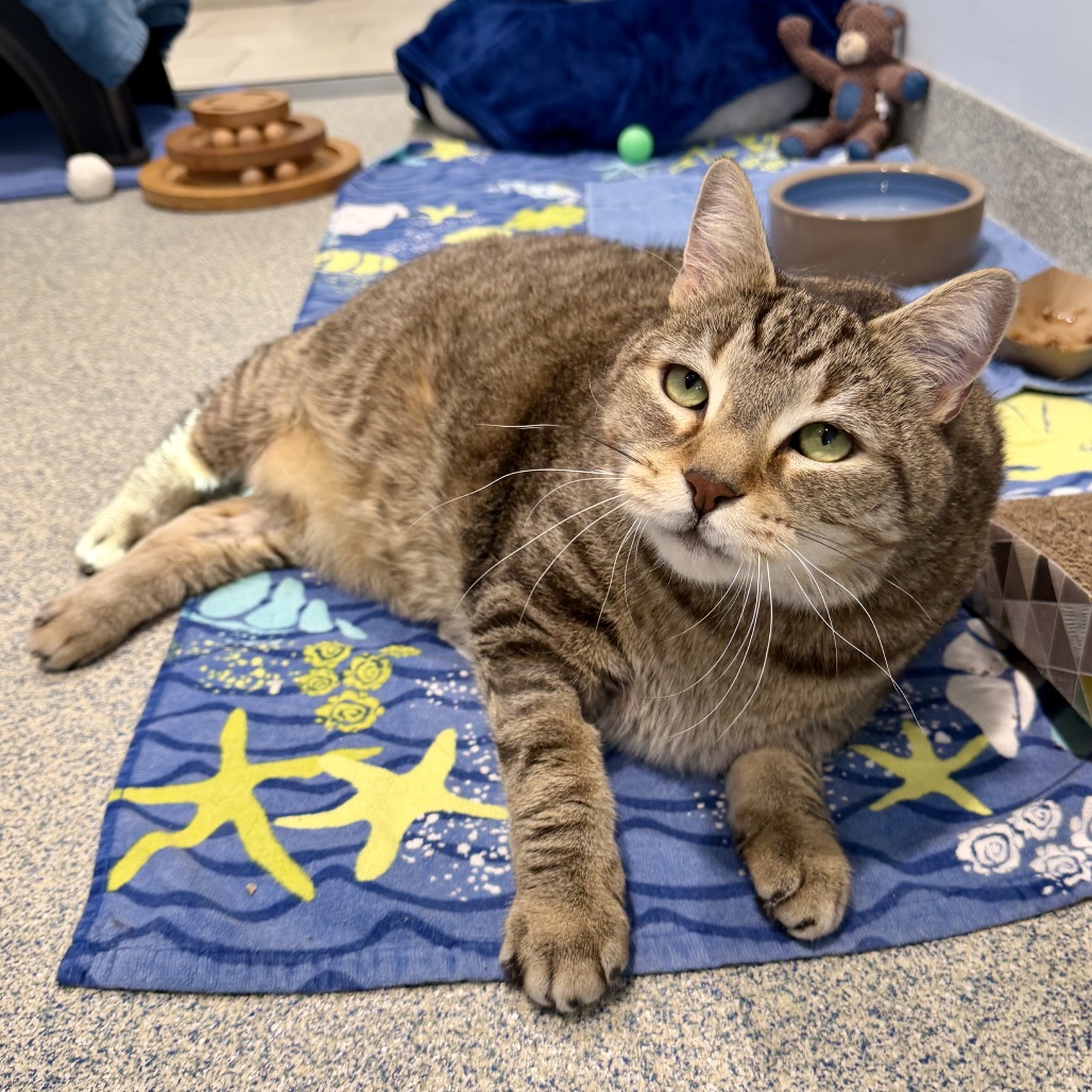 Oliver Fish Domestic Shorthair Brown Tabby