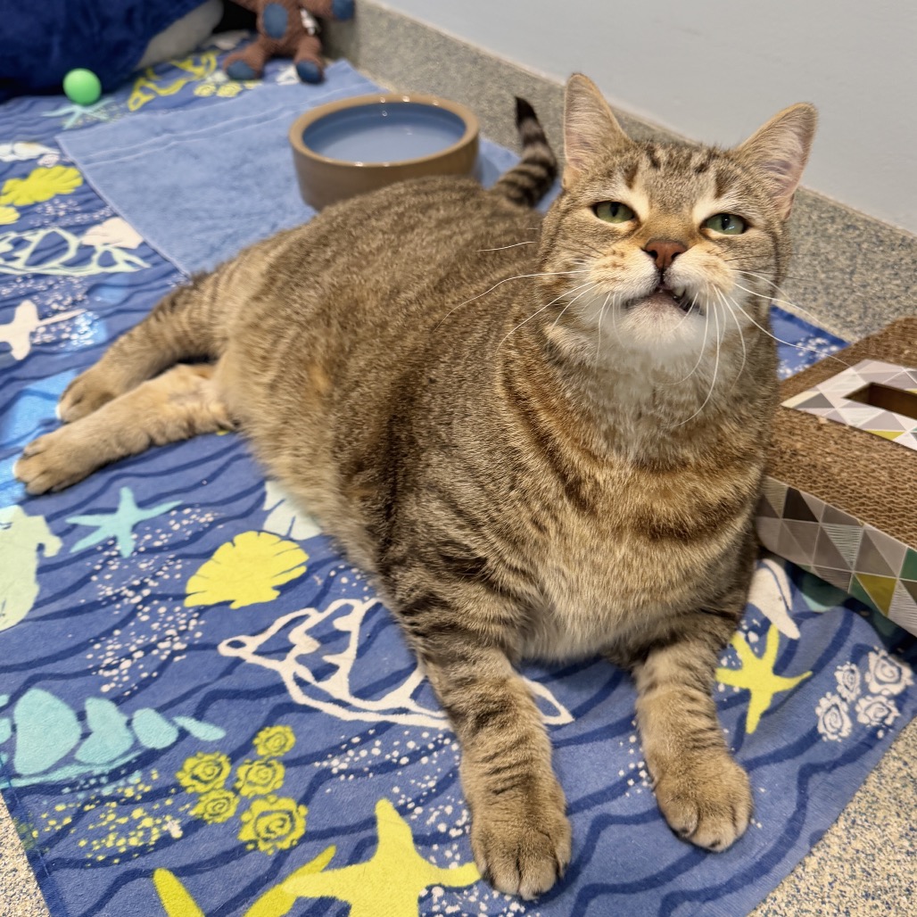 Oliver Fish Domestic Shorthair Brown Tabby