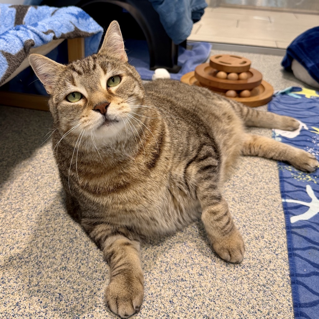 Oliver Fish Domestic Shorthair Brown Tabby