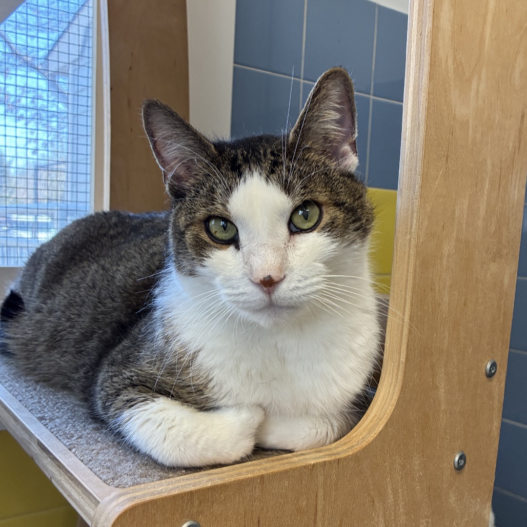 Twister Domestic Shorthair White Tabby