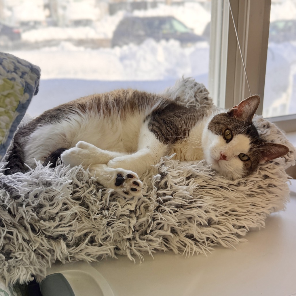 Twister Domestic Shorthair White Tabby