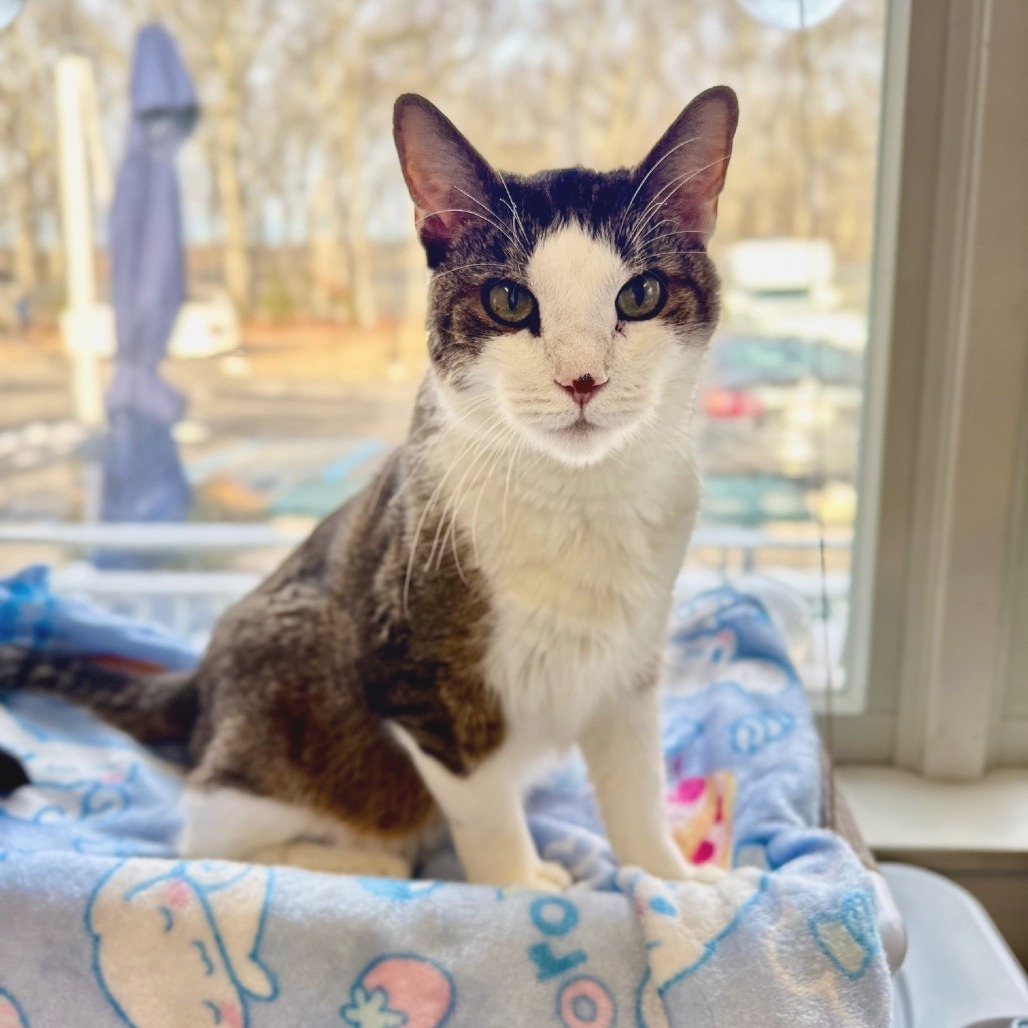 Twister Domestic Shorthair White Tabby