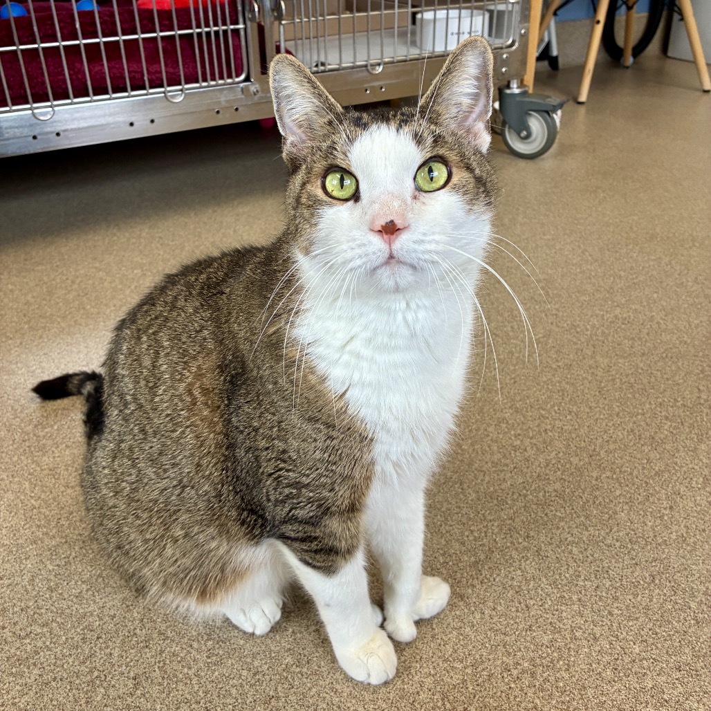 Twister Domestic Shorthair White Tabby
