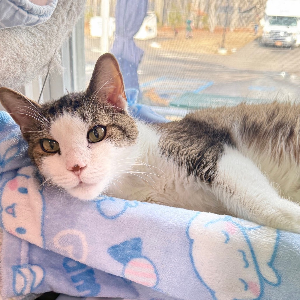 Twister Domestic Shorthair White Tabby