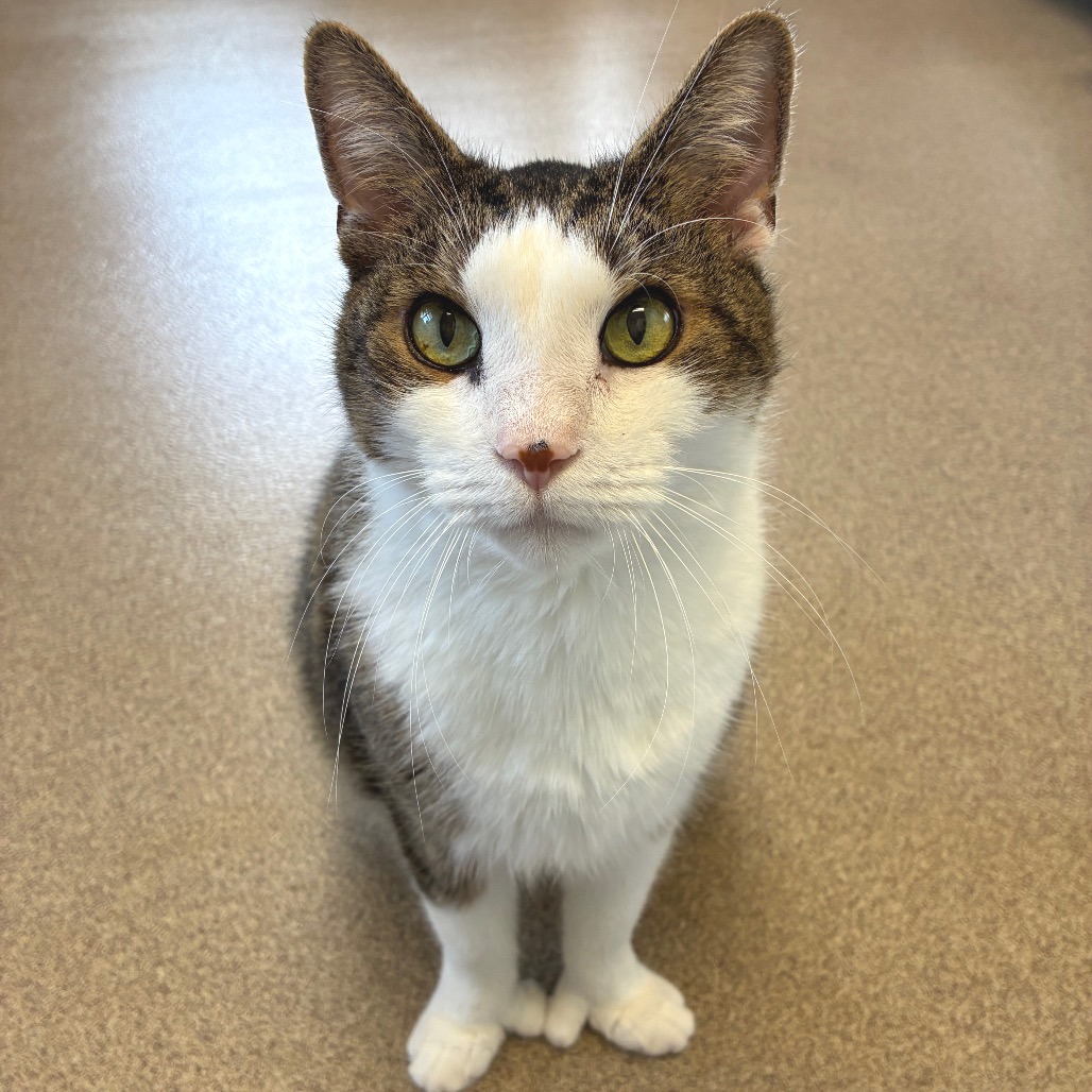 Twister Domestic Shorthair White Tabby
