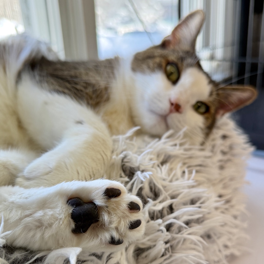 Twister Domestic Shorthair White Tabby