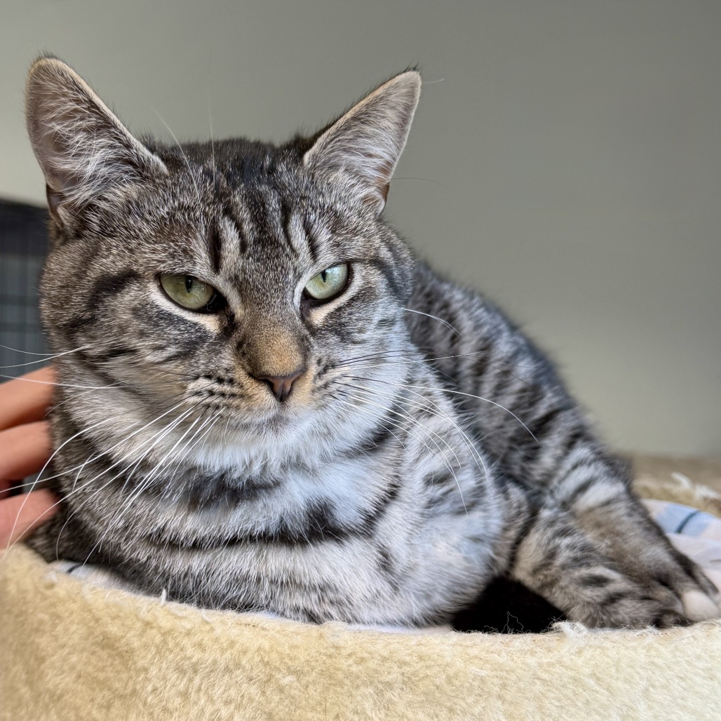 Edmond Domestic Shorthair Grey/Black None