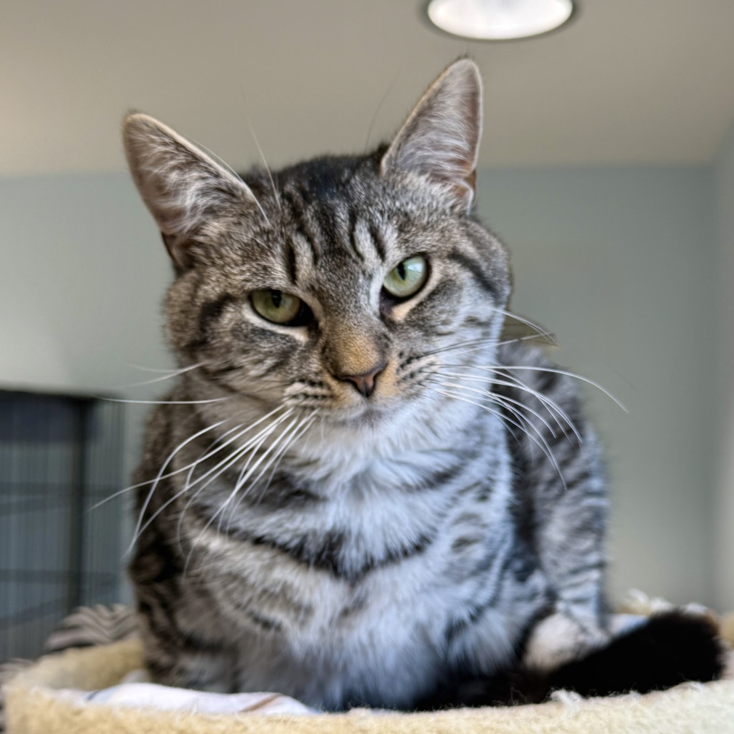 Edmond Domestic Shorthair Grey/Black None