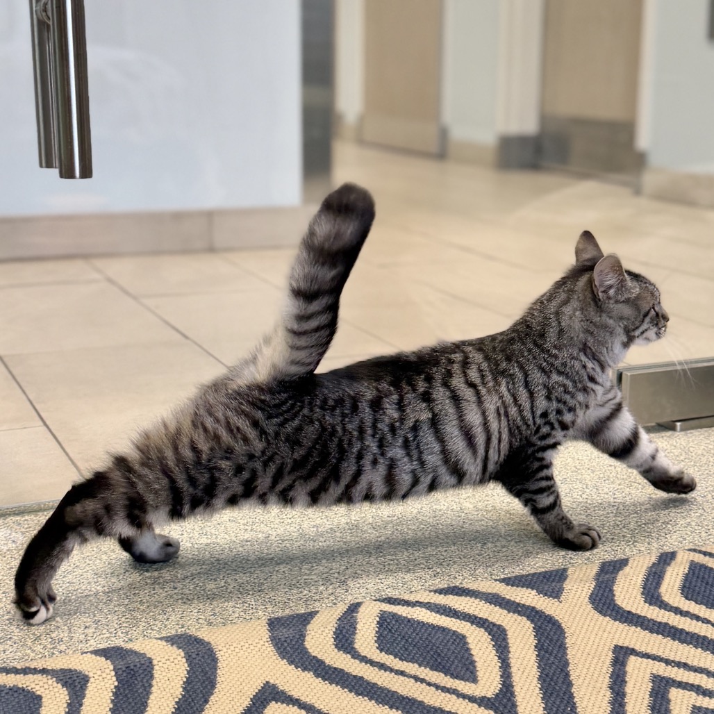 Edmond Domestic Shorthair Grey/Black None