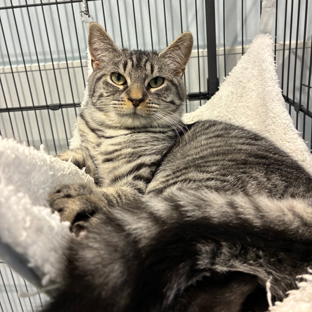 Edmond Domestic Shorthair Grey/Black None