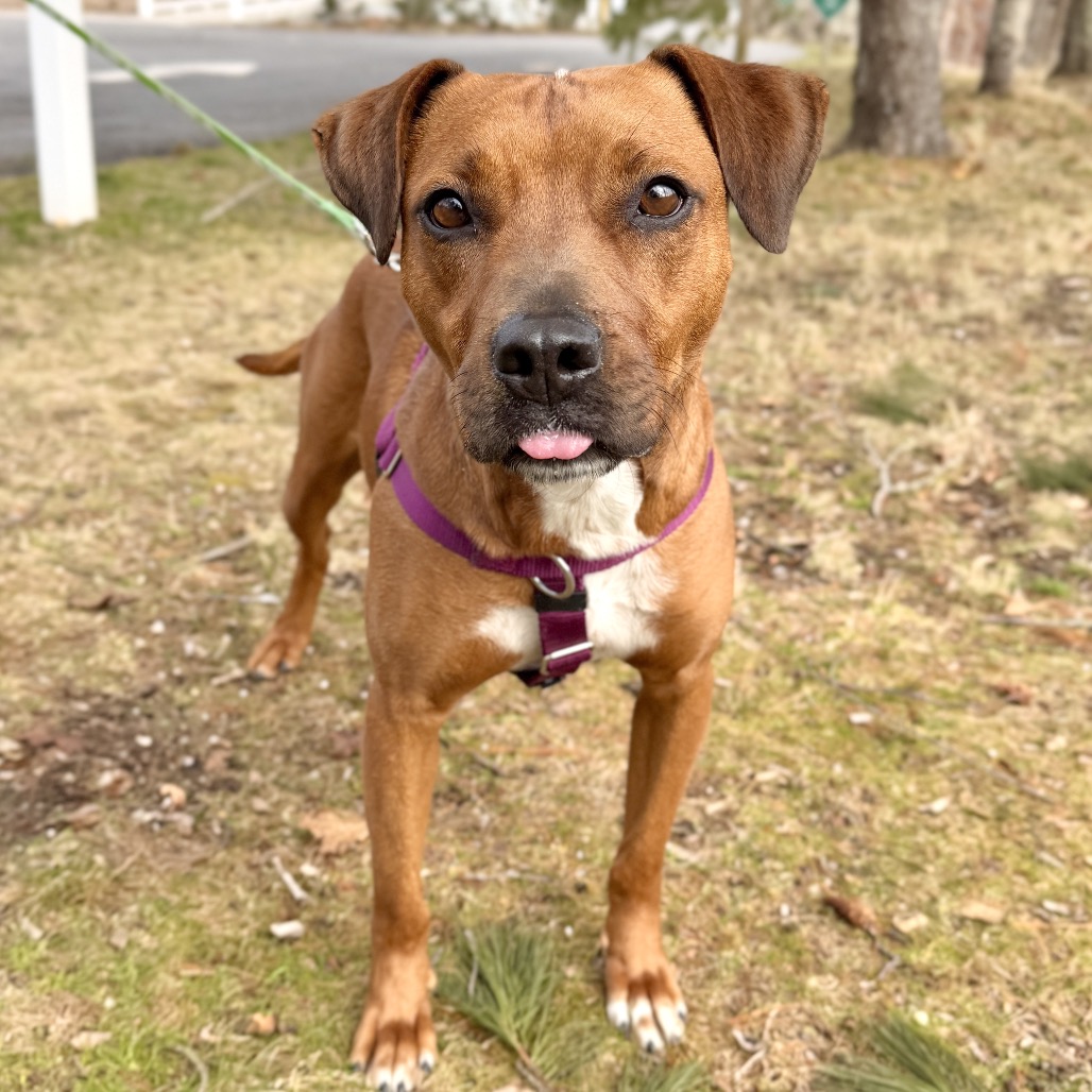 Ruby Red Black Mouth Cur Red/Mahogany 