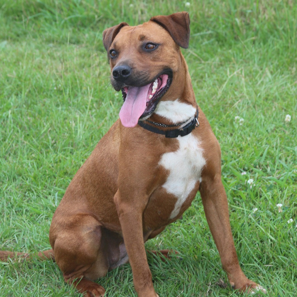 Ruby Red Black Mouth Cur Red/Mahogany 