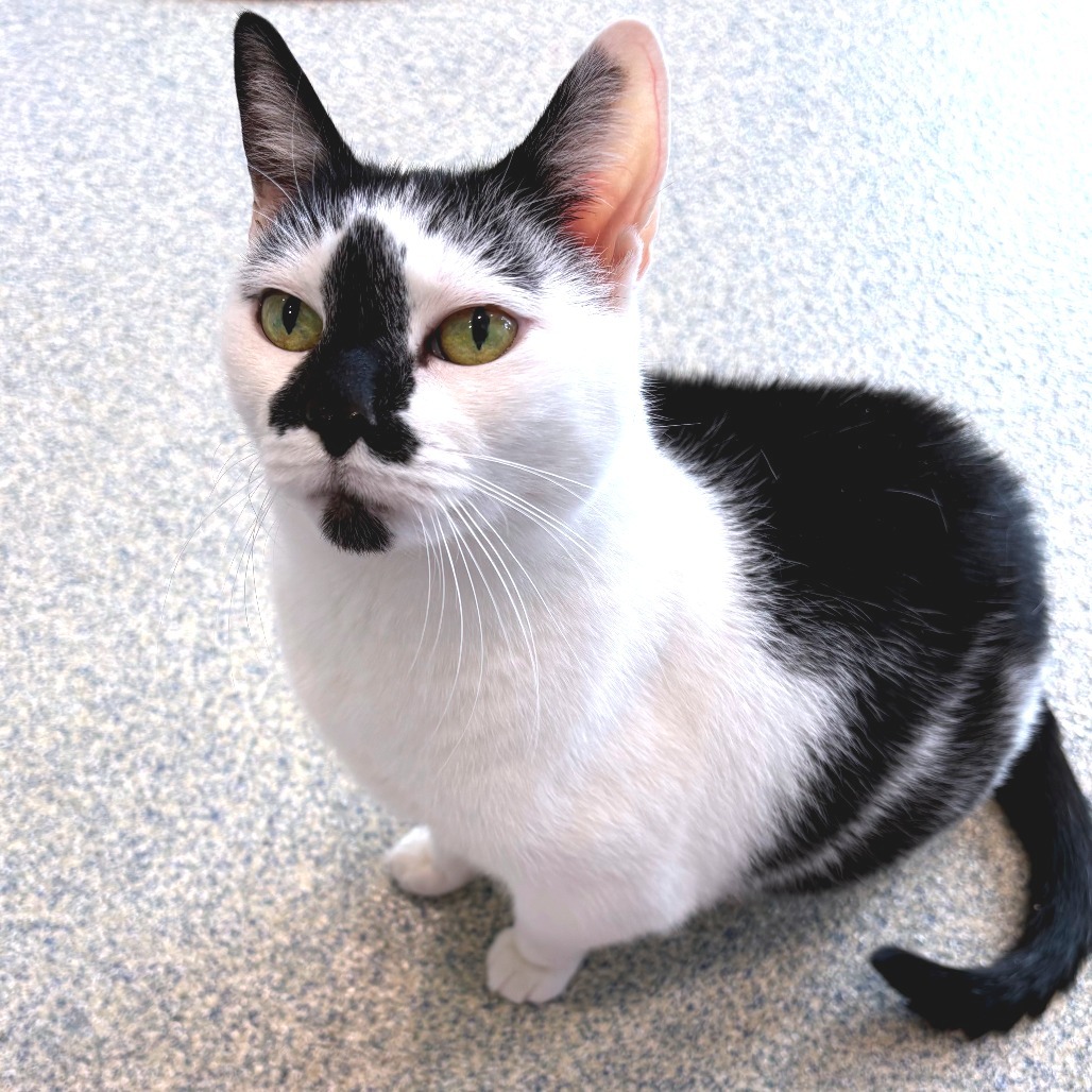 Lizzy Domestic Shorthair White/Black Tuxedo