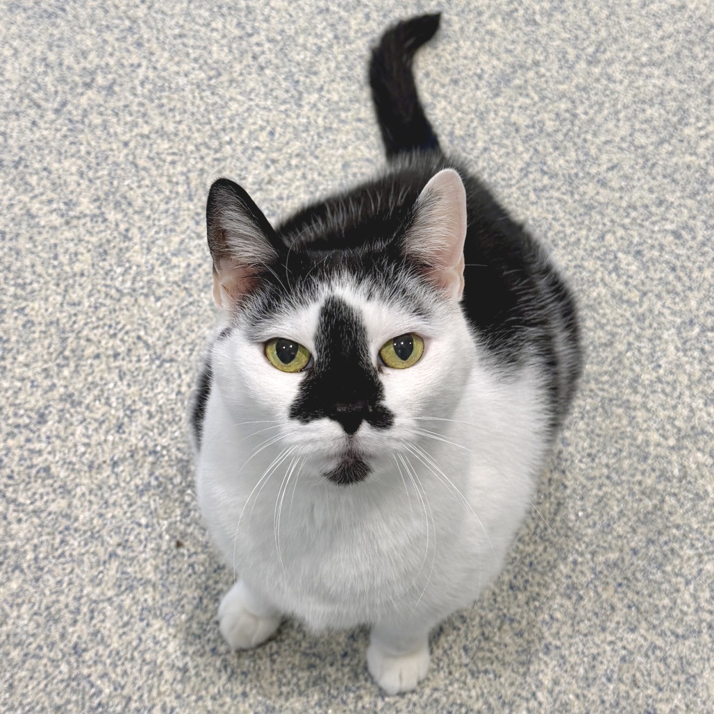 Lizzy Domestic Shorthair White/Black Tuxedo