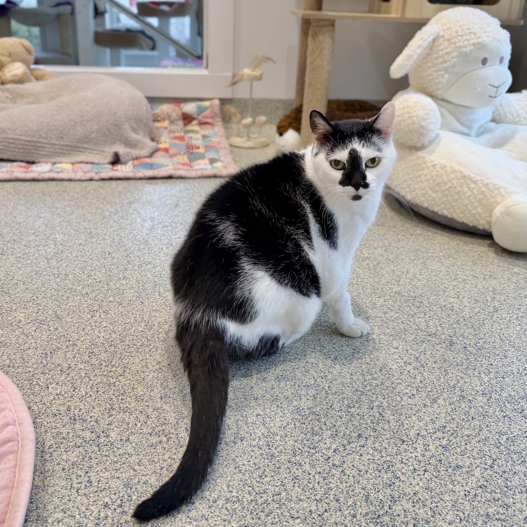 Lizzy Domestic Shorthair White/Black Tuxedo