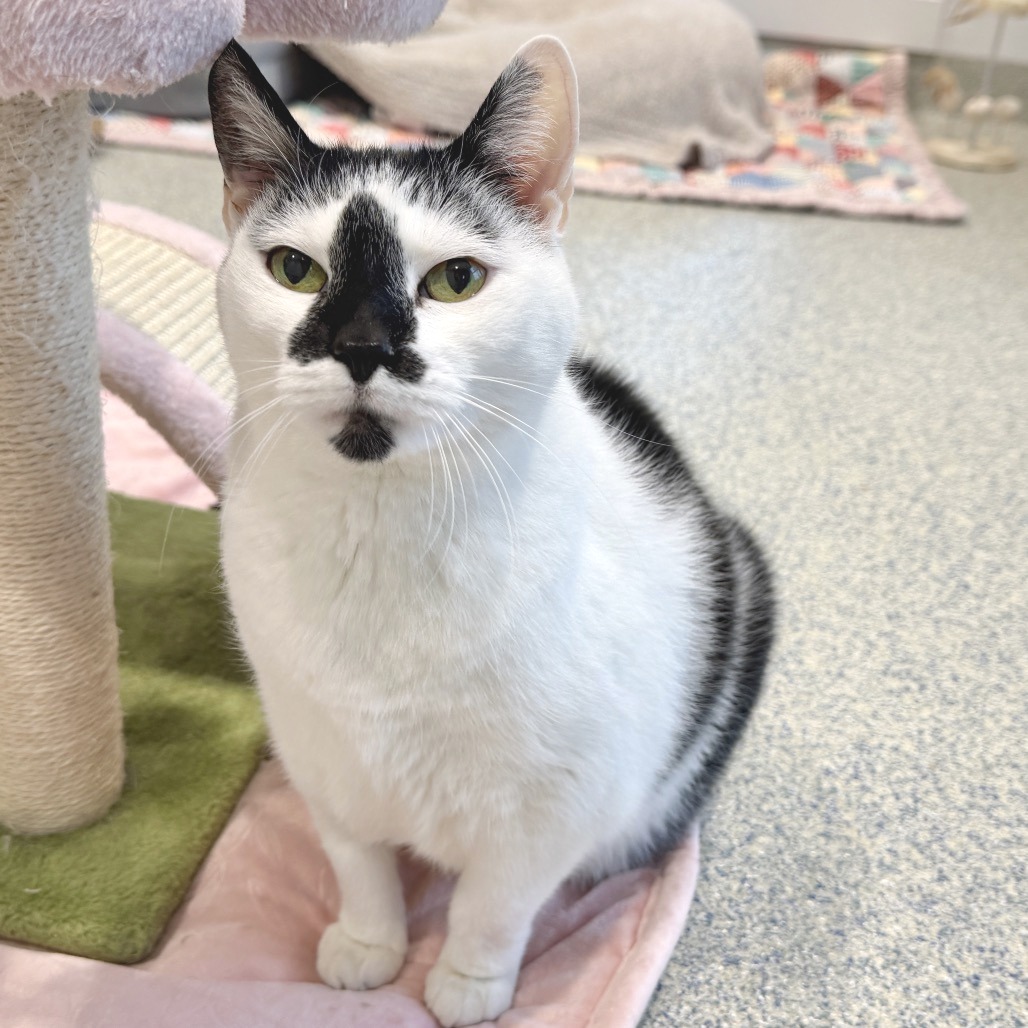 Lizzy Domestic Shorthair White/Black Tuxedo