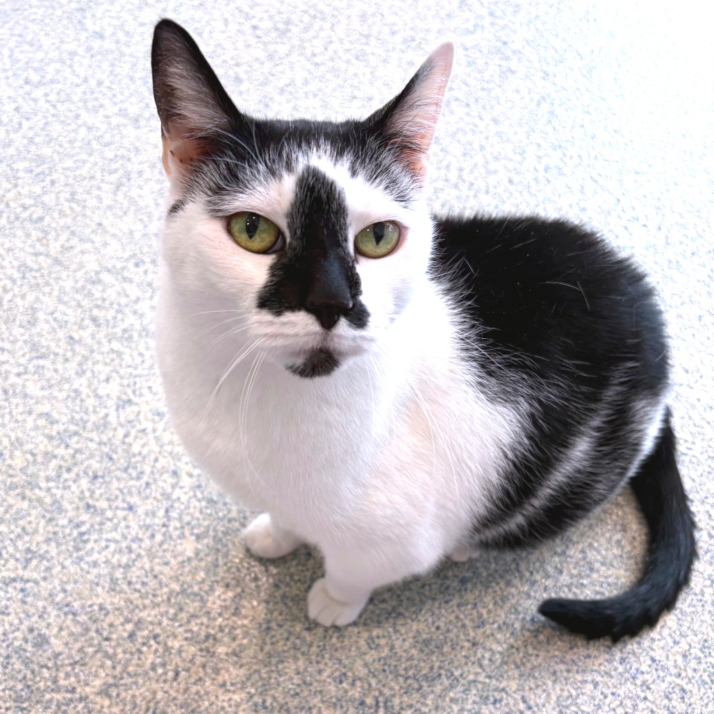 Lizzy Domestic Shorthair White/Black Tuxedo