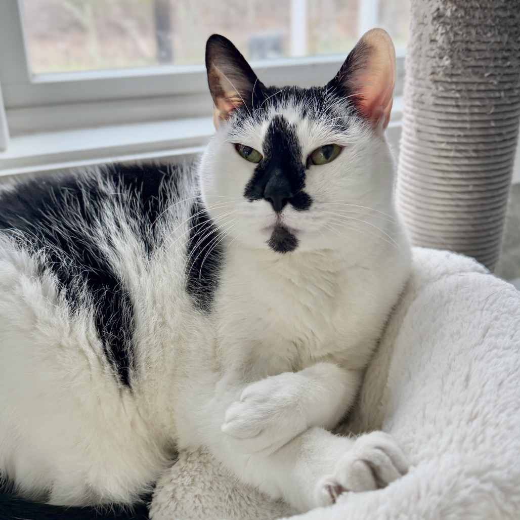 Lizzy Domestic Shorthair White/Black Tuxedo