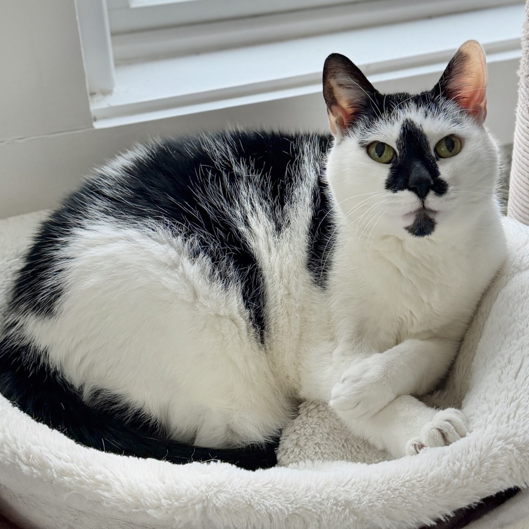 Lizzy Domestic Shorthair White/Black Tuxedo