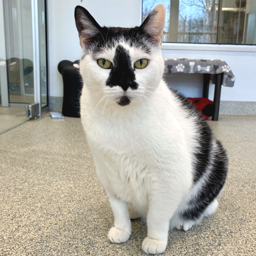 Lizzy Domestic Shorthair White/Black Tuxedo