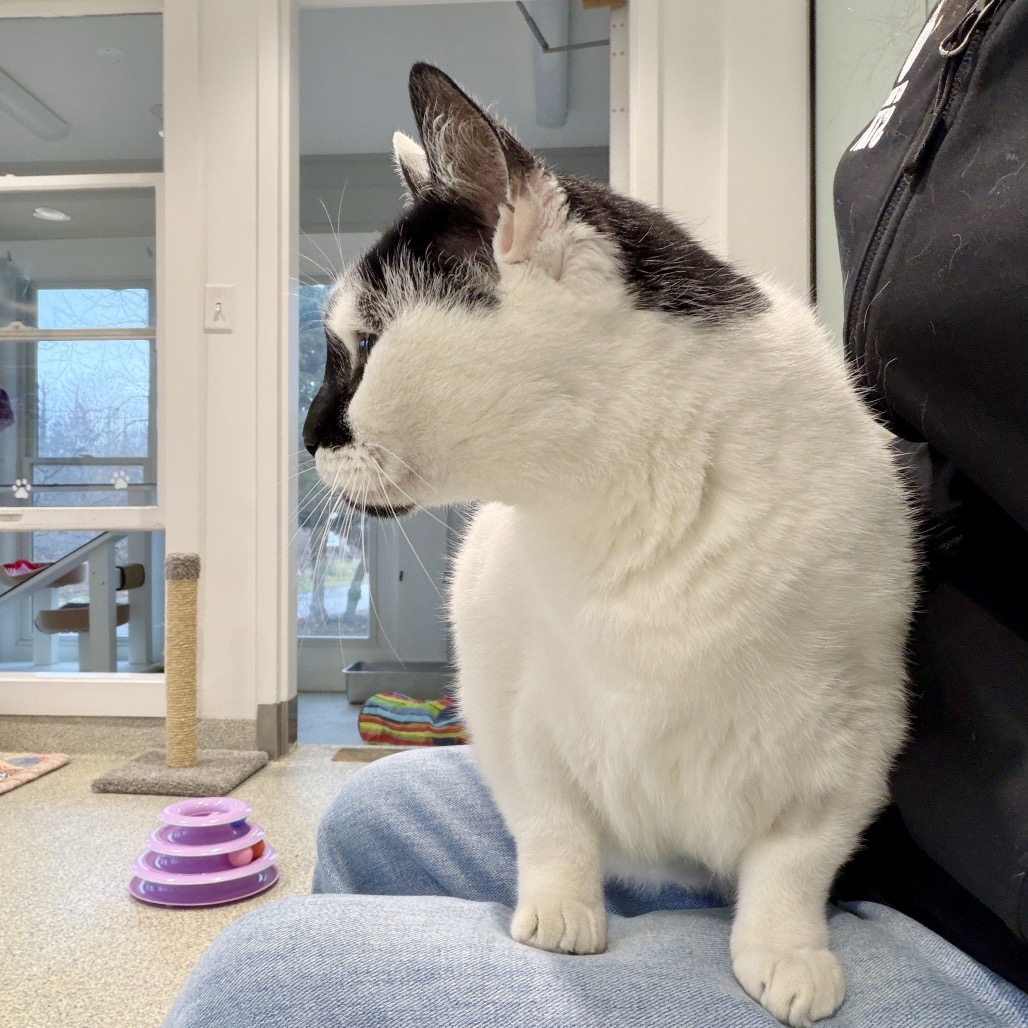 Lizzy Domestic Shorthair White/Black Tuxedo