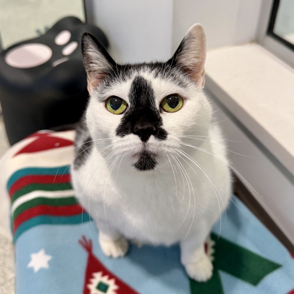 Lizzy Domestic Shorthair White/Black Tuxedo