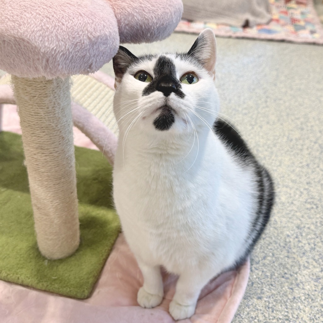 Lizzy Domestic Shorthair White/Black Tuxedo