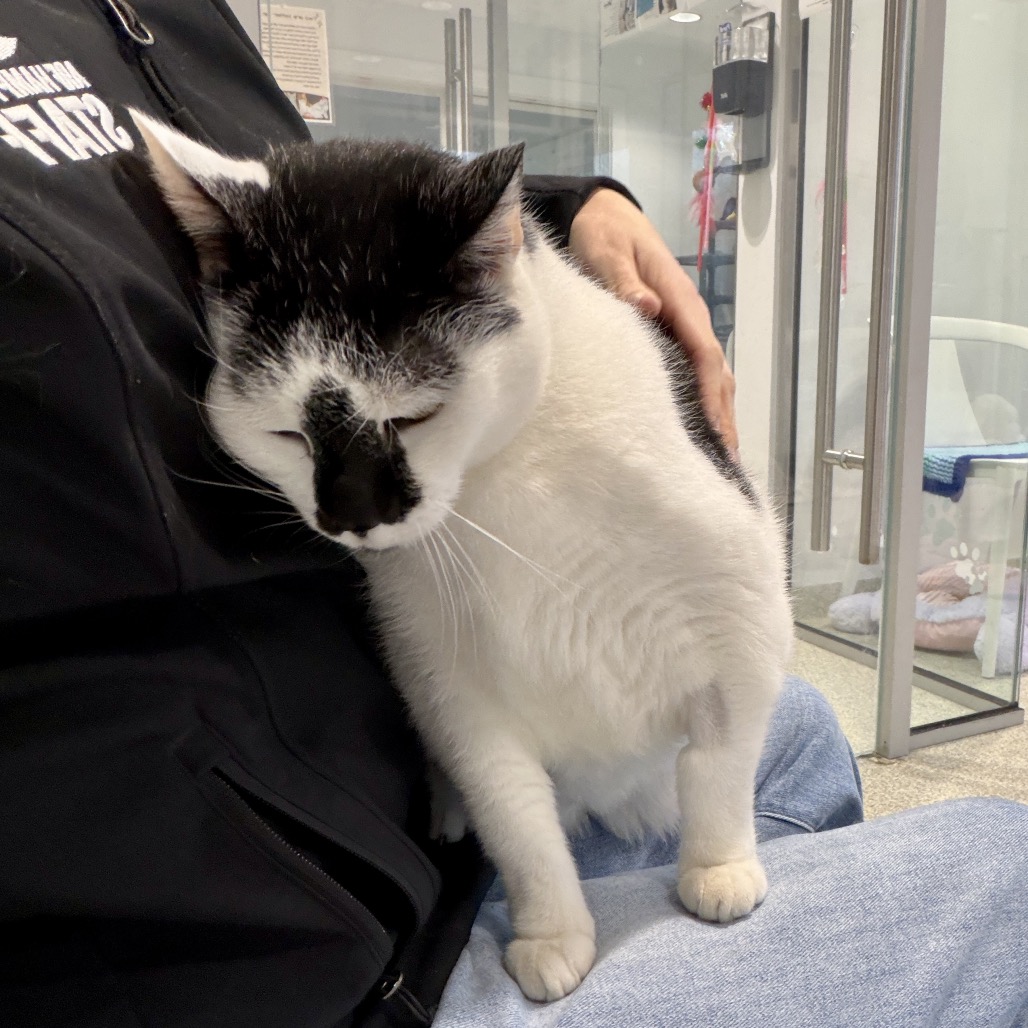 Lizzy Domestic Shorthair White/Black Tuxedo