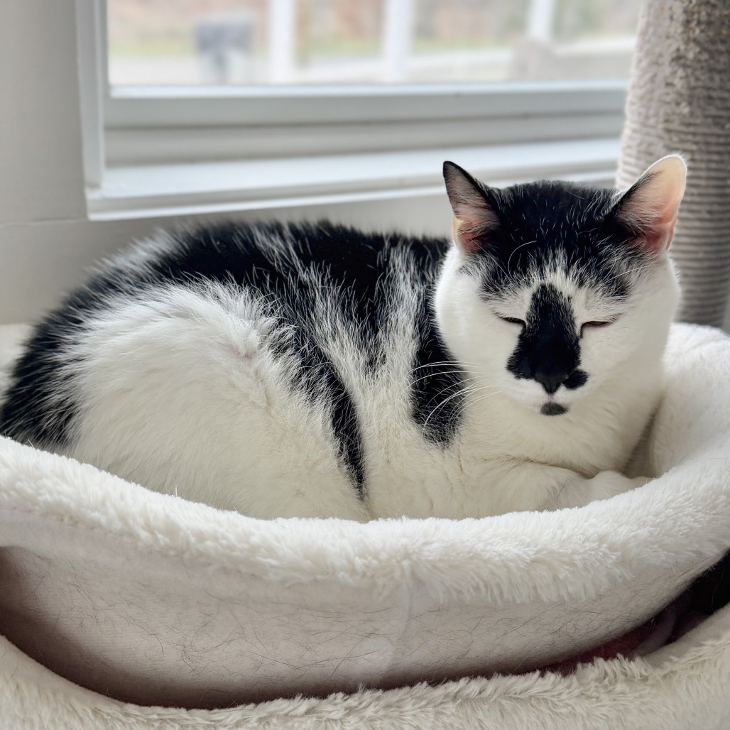 Lizzy Domestic Shorthair White/Black Tuxedo