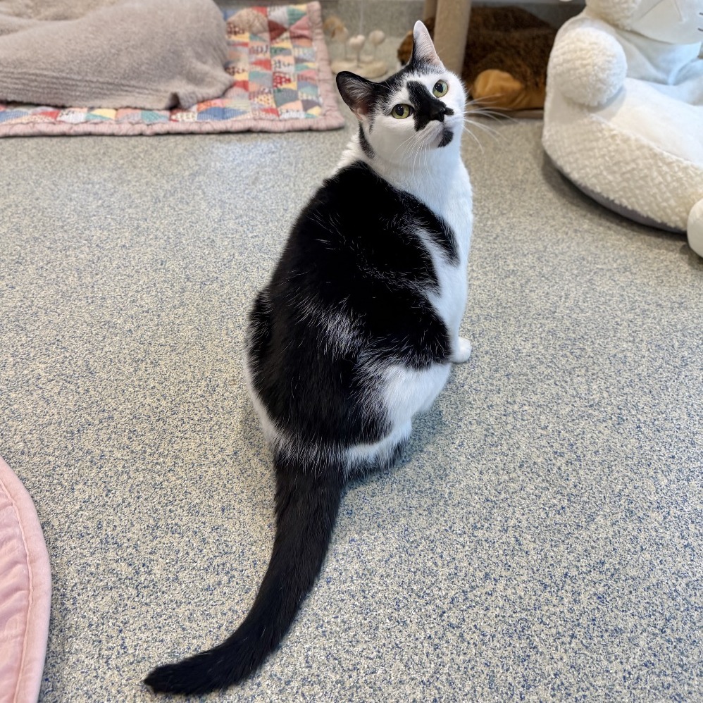 Lizzy Domestic Shorthair White/Black Tuxedo