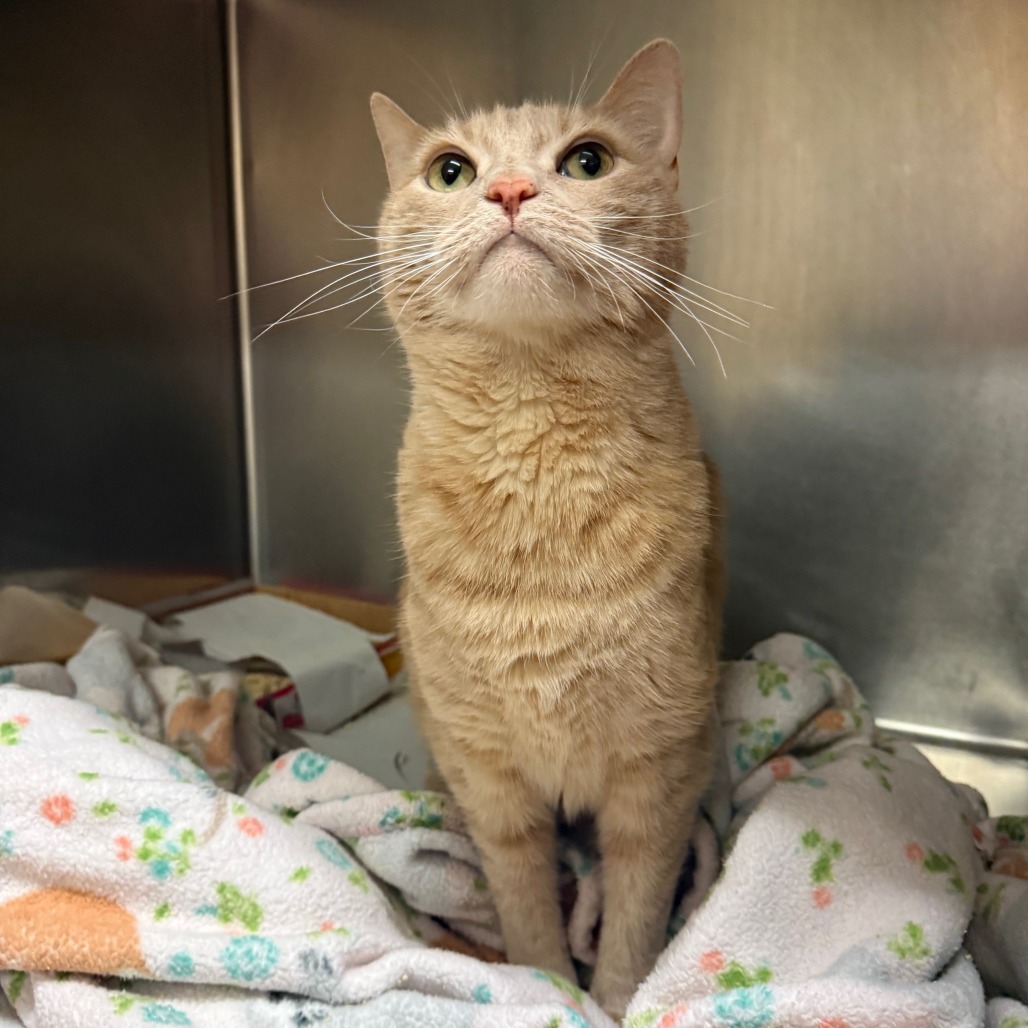 Autumn Domestic Shorthair Orange Tabby