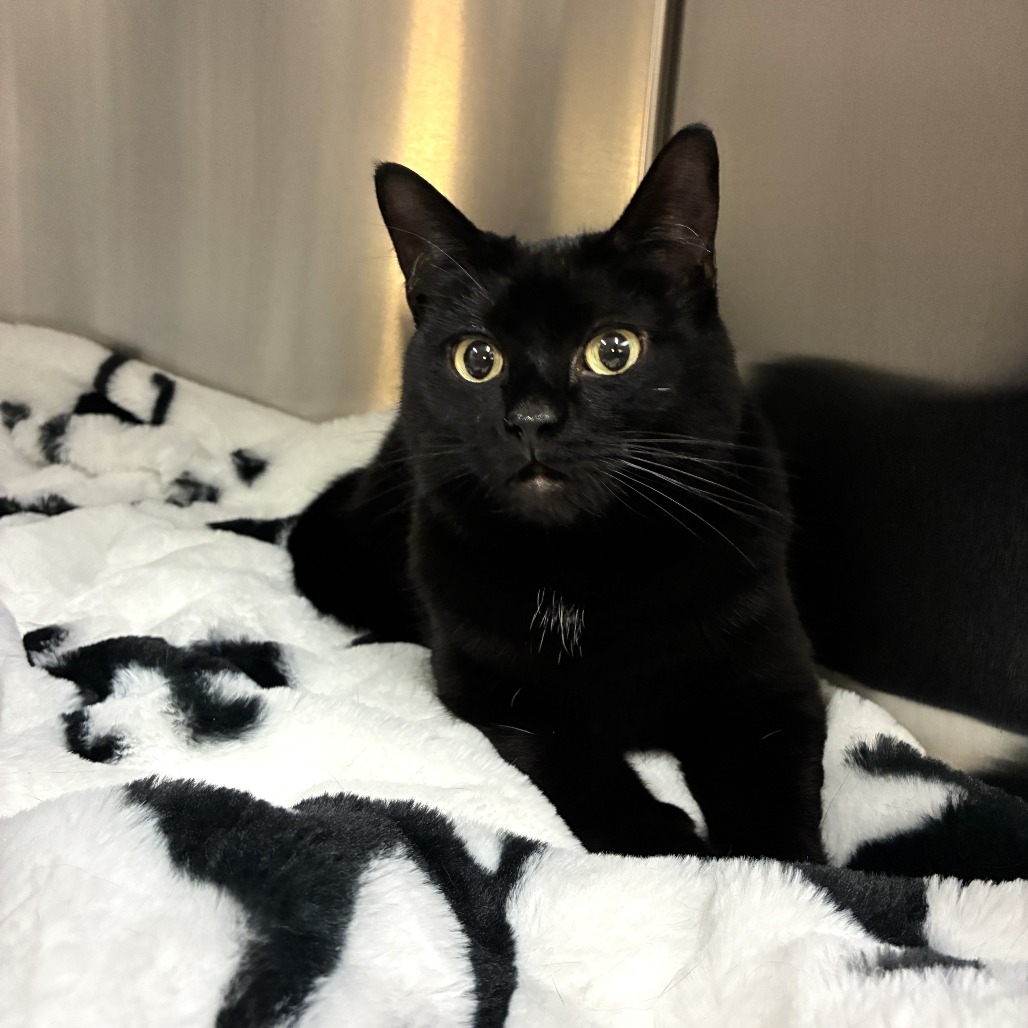 Lizzy Domestic Shorthair Black 