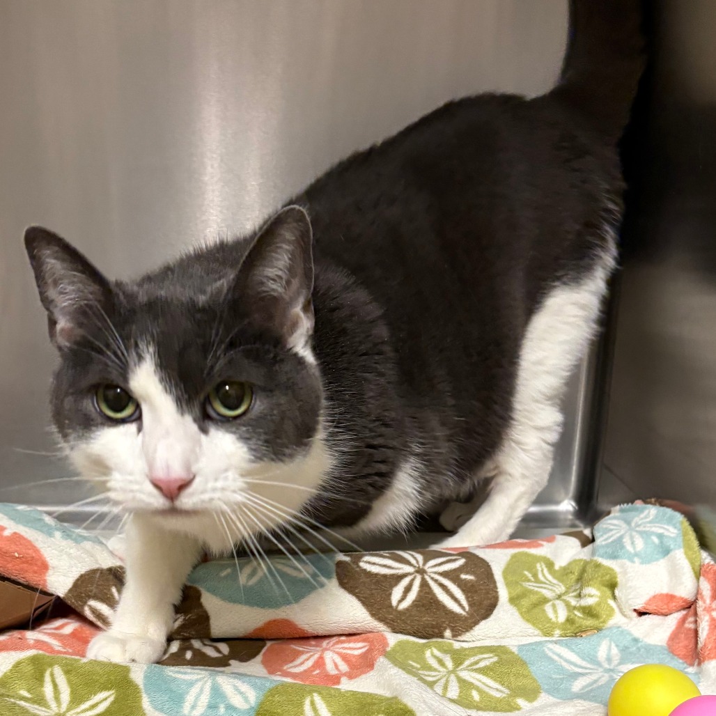 Luna Domestic Shorthair Grey 