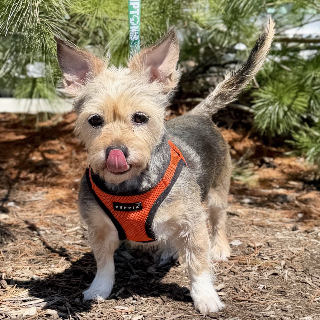 Lulu Terrier, Yorkshire, Yorkie Wheaten Tricolor
