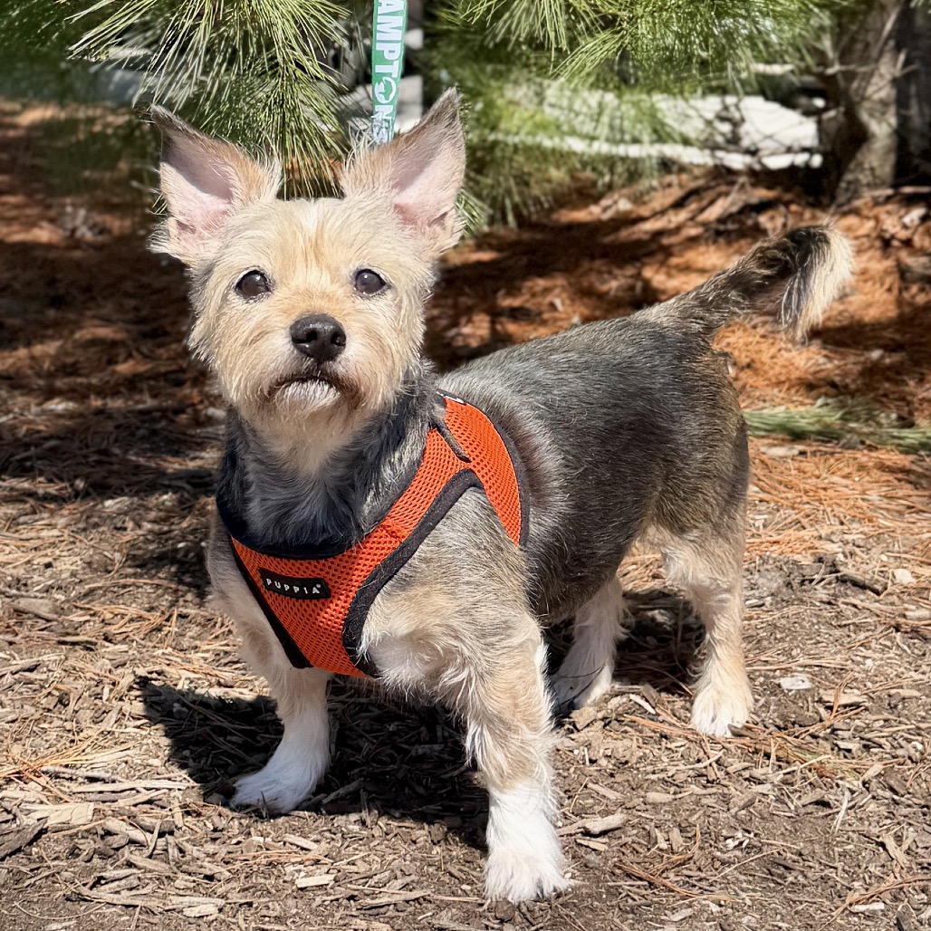 Lulu Terrier, Yorkshire, Yorkie Wheaten Tricolor