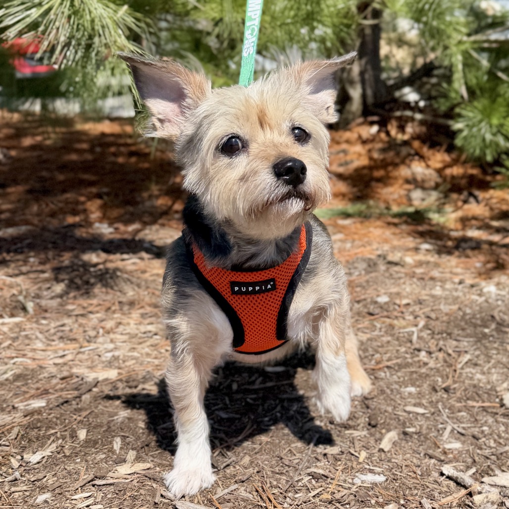 Lulu Terrier, Yorkshire, Yorkie Wheaten Tricolor