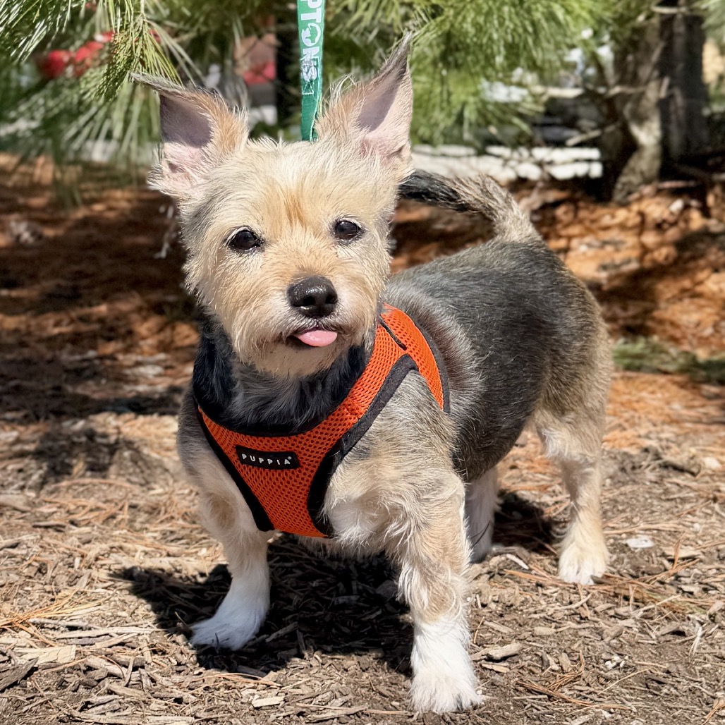 Lulu Terrier, Yorkshire, Yorkie Wheaten Tricolor