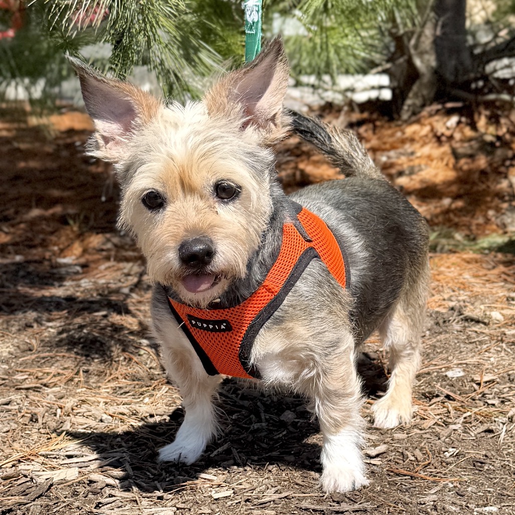 Lulu Terrier, Yorkshire, Yorkie Wheaten Tricolor