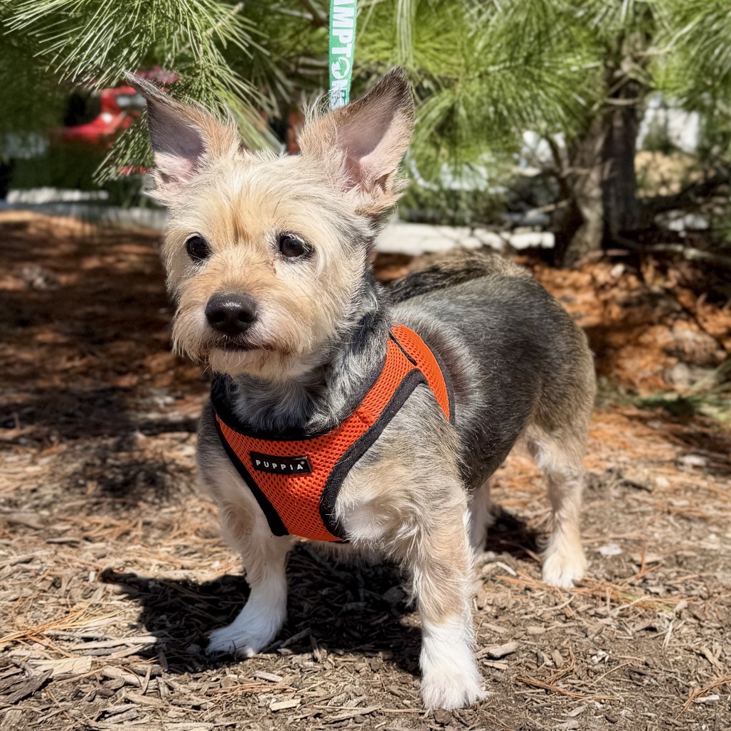Lulu Terrier, Yorkshire, Yorkie Wheaten Tricolor