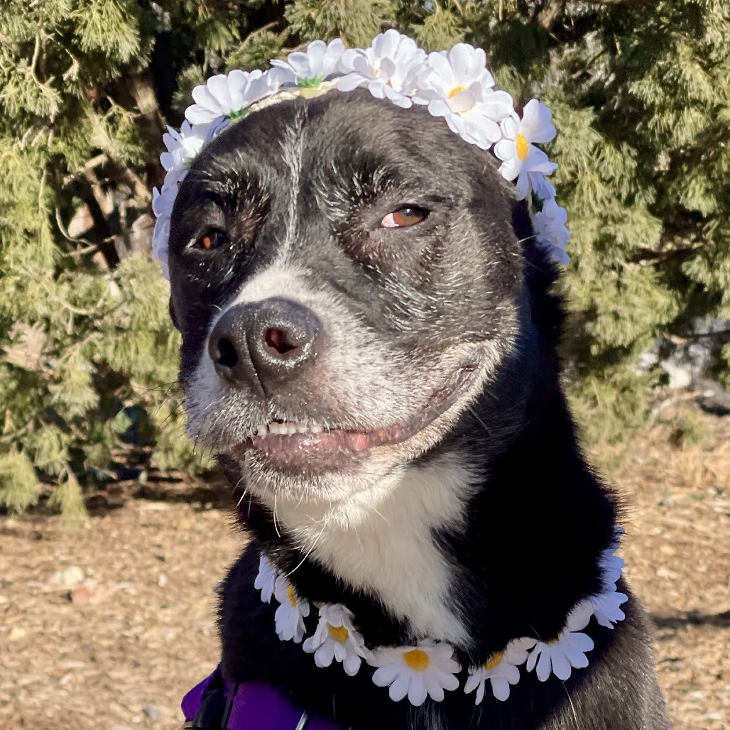 Daisy Shepherd/Terrier, Pit Bull Black None