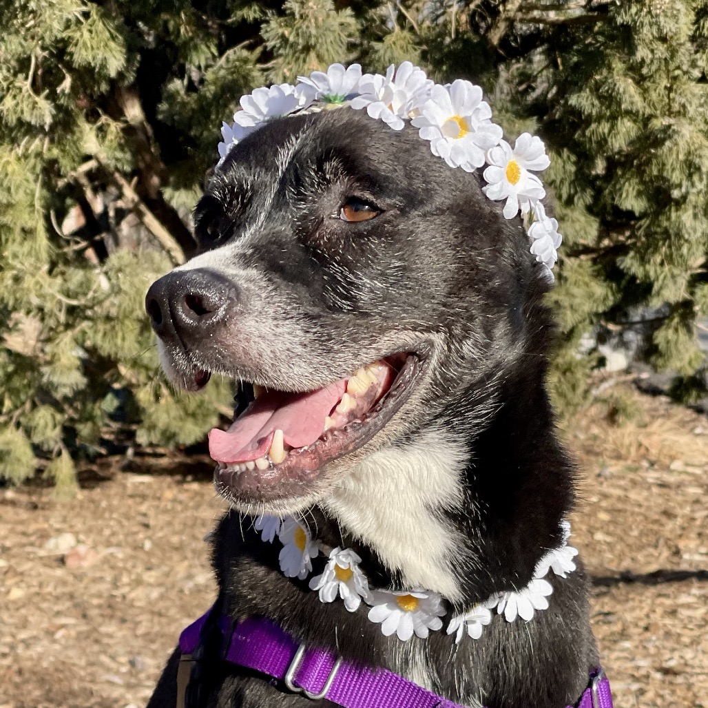 Daisy Shepherd/Terrier, Pit Bull Black None