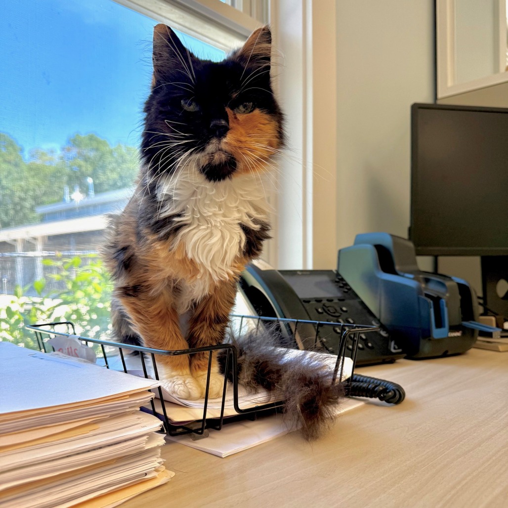 Mia Domestic Medium Hair Calico 