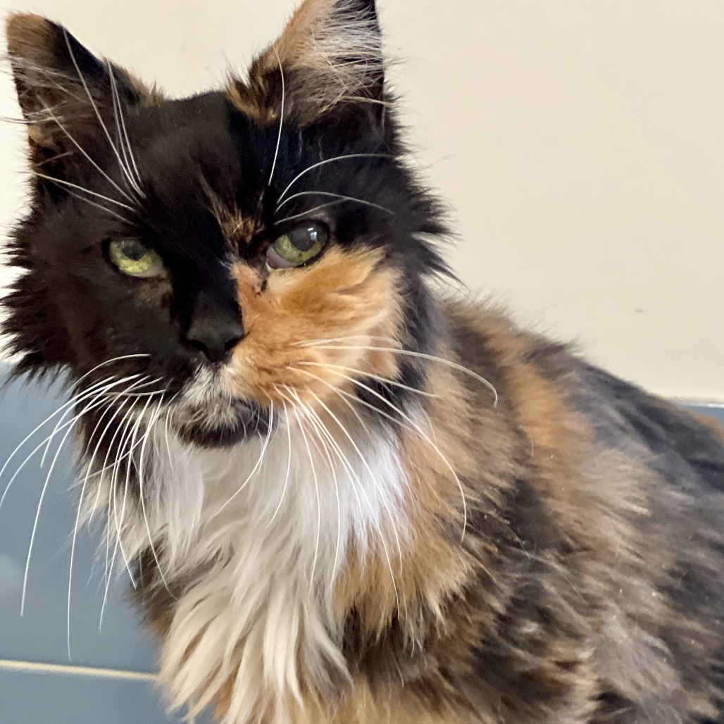 Mia Domestic Medium Hair Calico 