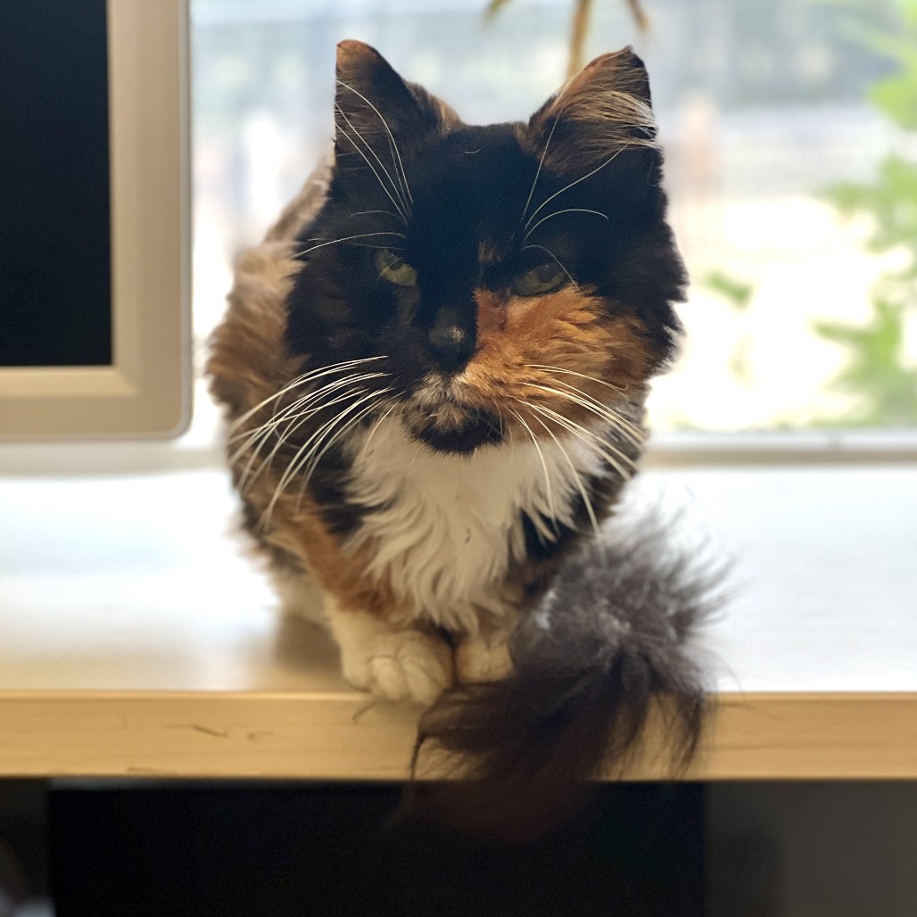 Mia Domestic Medium Hair Calico 