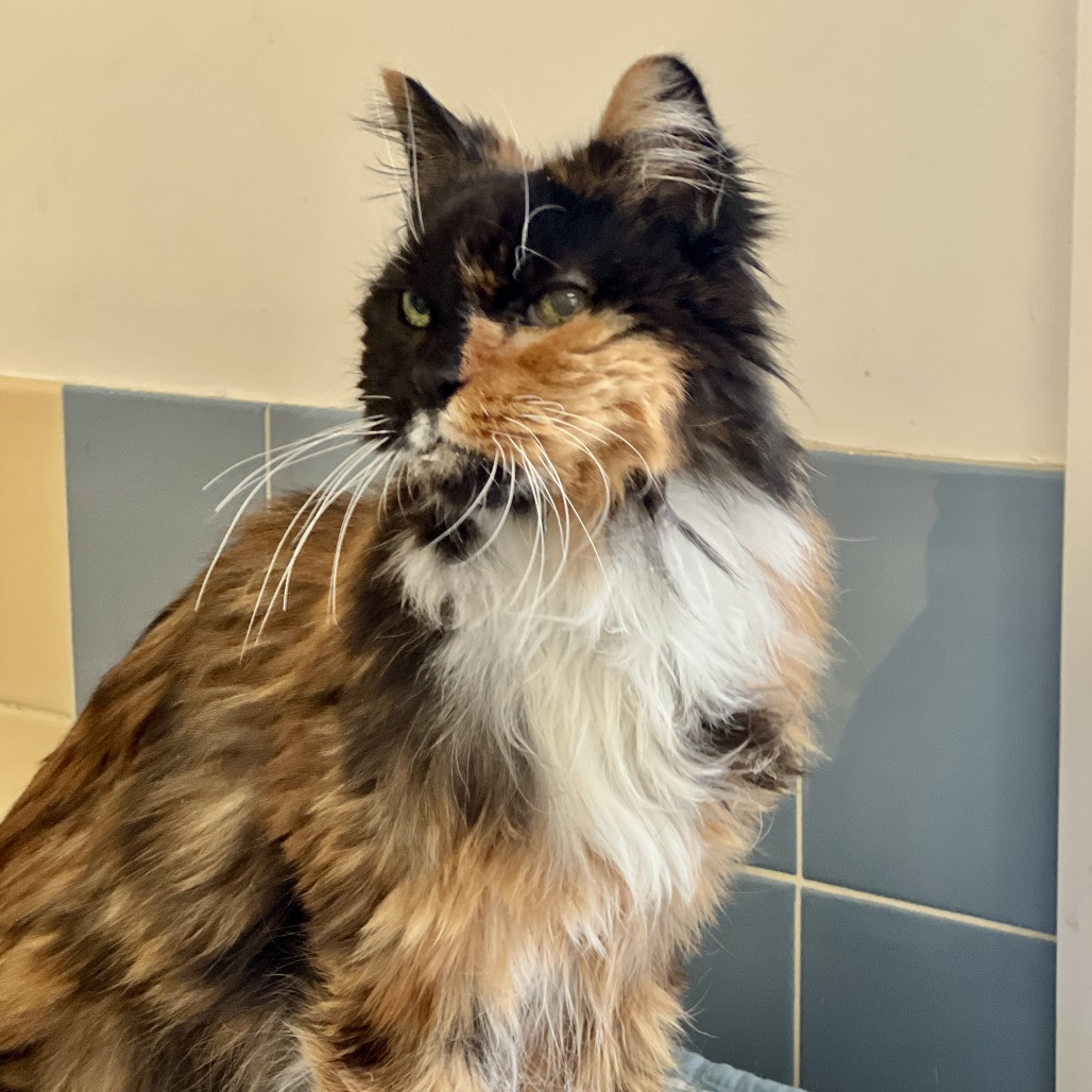 Mia Domestic Medium Hair Calico 
