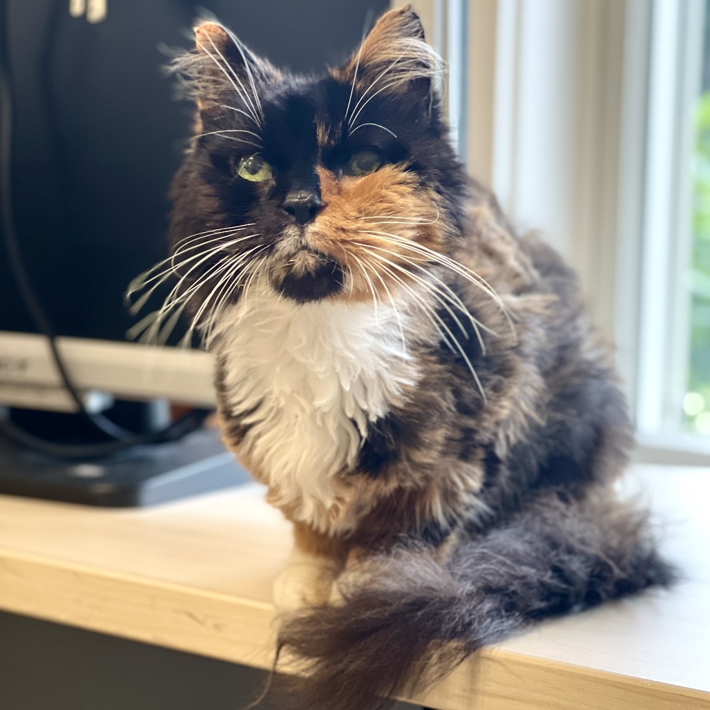 Mia Domestic Medium Hair Calico 