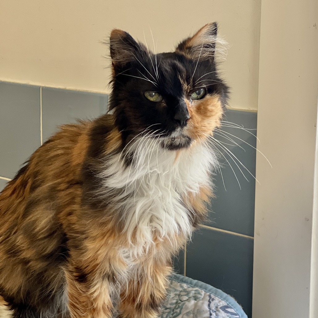 Mia Domestic Medium Hair Calico 