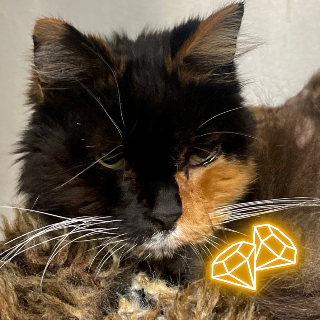 Mia Domestic Medium Hair Calico 